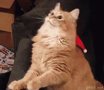 Christmas Cat GIF - Christmas Cat Struggle GIFs | Say more with Tenor