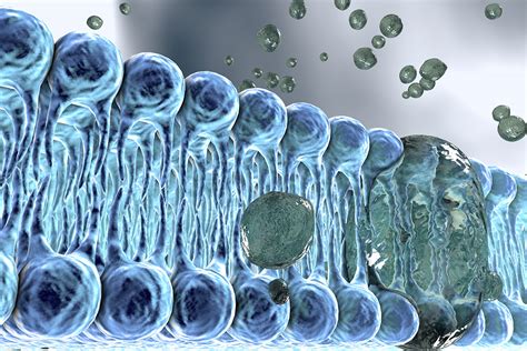 Structure and function of bacterial membrane proteins | INRS