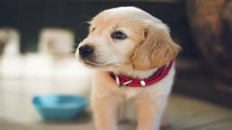 Golden Retriever Puppy Training Tips