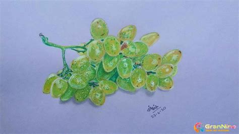 Realistic Drawing Of Green Grapes Watch My - GranNino