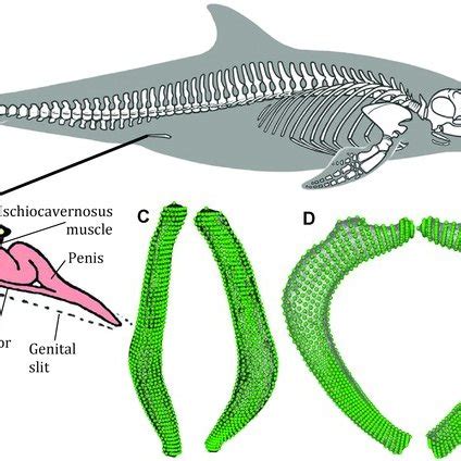 Skeletal anatomy of the bottlenose dolphin (Tursiops truncatus). (A ...