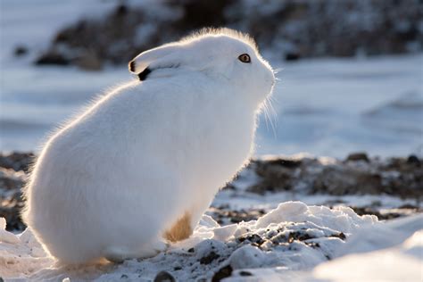 Adorable Tundra Animals - The Canadian Arctic Comes to Life