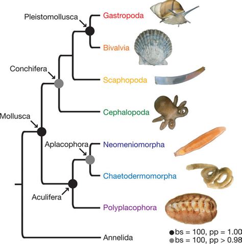 Filum Mollusca