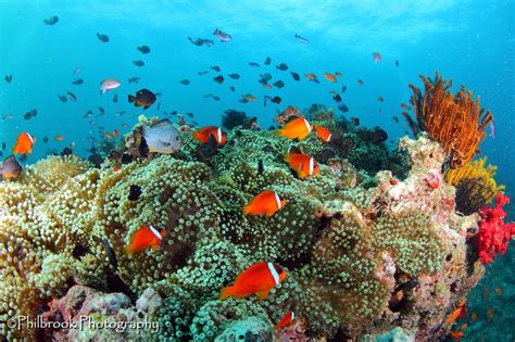 Beqa Lagoon, Fiji - October 14-21, 2017 - Aquaventure Dive & Photo Center