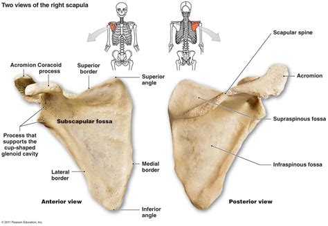 scapula | Pectoral Girdle (4): CLAVICLE -- SCAPULA the shoulder bone | Human anatomy and ...