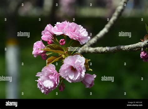 Japanese cherry blossoms Kyushu cherry blossoms Stock Photo - Alamy