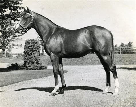 This is a picture of Northern Dancer as a two-year-old at Windfields ...