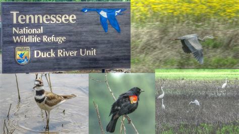 Tennessee Duck River National Wildlife Refuge - YouTube