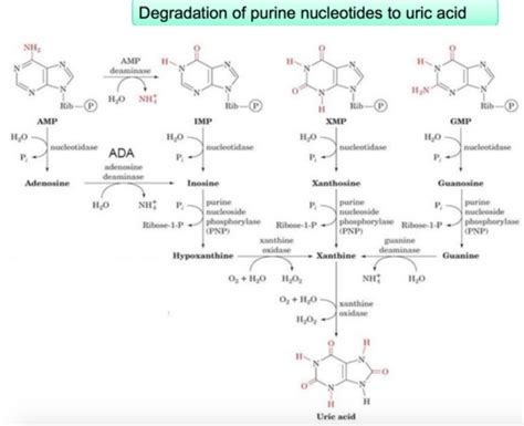 Purine Metabolism Flashcards | Quizlet