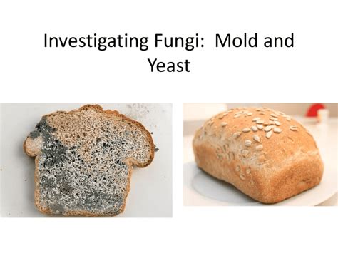 Investigating Fungi: Mold and Yeast