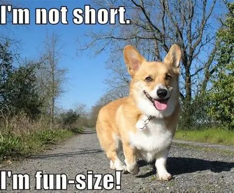 17 Very Funny Corgi Memes - Page 5 of 6 - PetTime