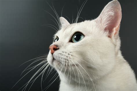 The Science Behind What Your Cat's Whiskers Do