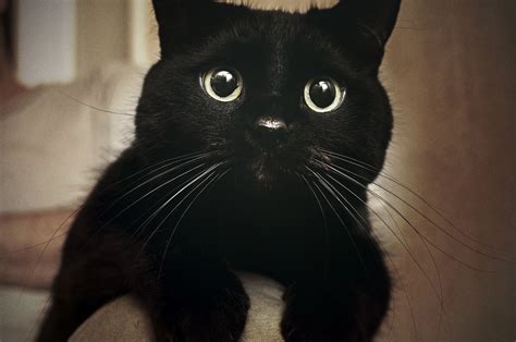 Black Cats Aren't Getting Adopted Because They Look Bad in Selfies