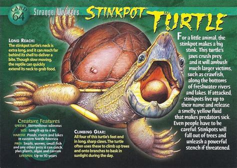 Stinkpot Turtle - Weird n' Wild Creature