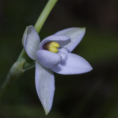 Thelymitra orchids (native Australian sun orchids) - PentaxForums.com