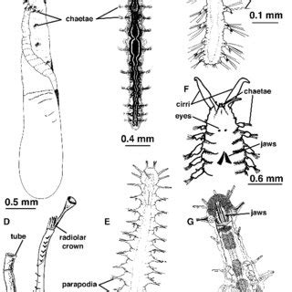 General organization of polychaetes, as shown in Ophyrotrocha , a... | Download Scientific Diagram