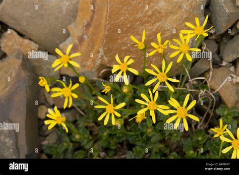 Broadleaf Arnica Mountain Arnica wildflowers blooming along a hiking trail Copper Ridge North ...