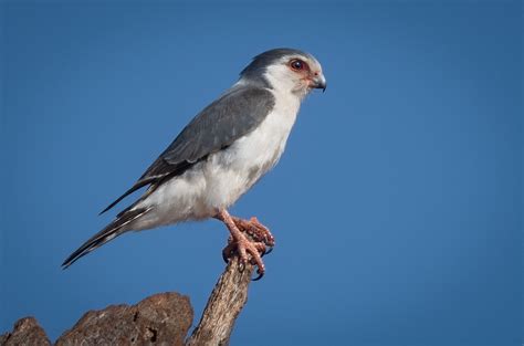 Pygmy Falcon - Owen Deutsch Photography