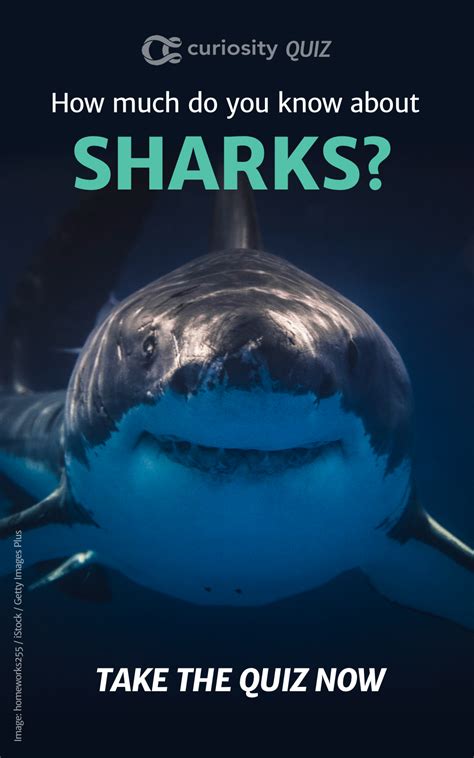 Quiz: How Much Do You Know About Sharks? | Shark, Trivia, Did you know