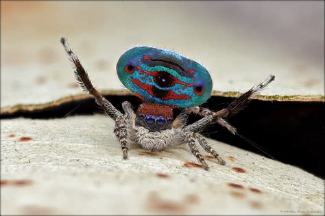 Maratus karrie dance 1 15x | Male Peacock spider Maratus kar… | Flickr