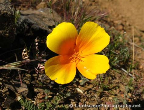 Sonoran Desert Wildflowers - Landscapephotography.net