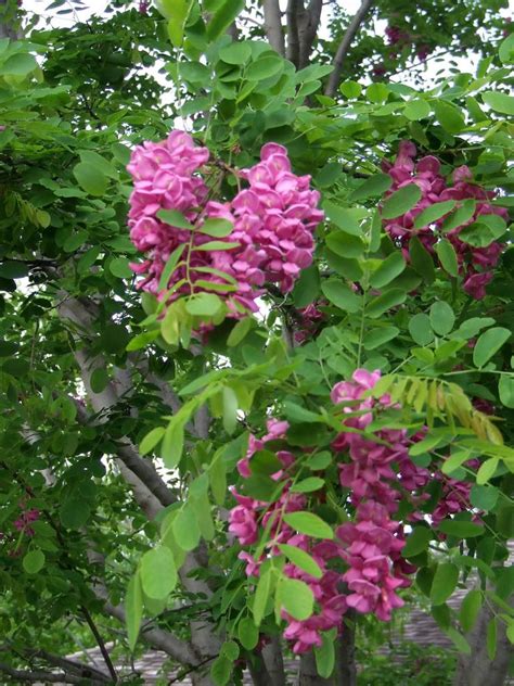 purple flowers are blooming on the tree