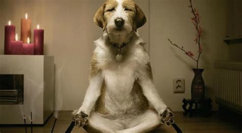 Quiz: What's Your Dog's Spirit Animal? | The Dog People by Rover.com