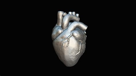 Human heart - Download Free 3D model by thunk3d.scanner [94505ec] - Sketchfab
