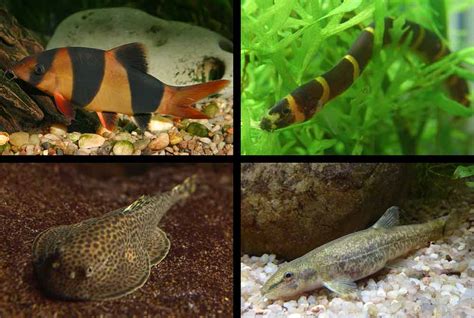 Yoyo Loach - Size | Tank Mates | Lifespan | Breeding | Eggs - SeaFish
