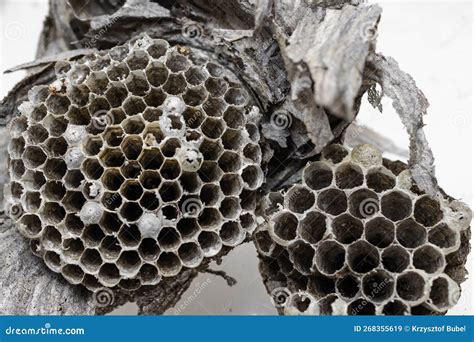 Old Wasp Nest on White Isolated Background Stock Image - Image of hive ...