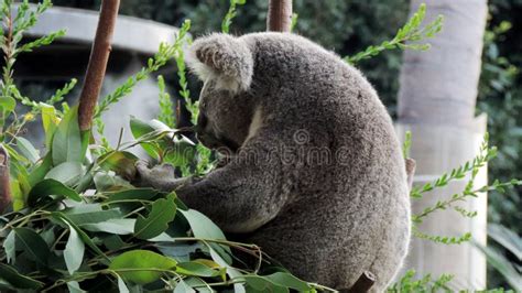 Koala Bear Eating Eucalyptus Leaves Editorial Photo - Image of ...