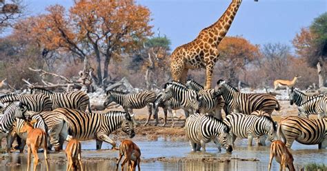 Etosha National Park Facts. Etosha National Park is an 8,600 square mile park located in Namibia ...