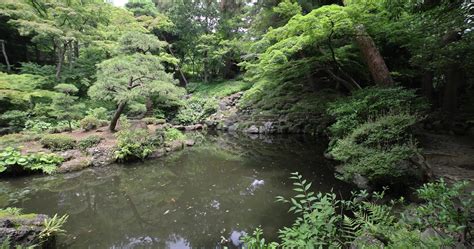 A Japanese garden pond at Tonogayato garden in summer sunny day 37766162 Stock Video at Vecteezy