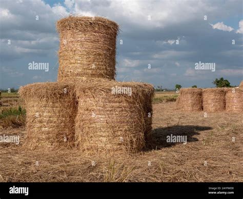 Rice straw bales Stock Photo - Alamy