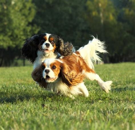 Cavalier King Charles Spaniel vs Border Collie - Breed Comparison