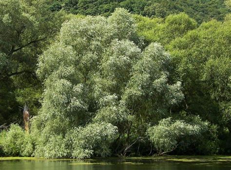 White Willow Bark | A Beginner’s Guide (UPDATE: Jul 2018) | 17 Things ...