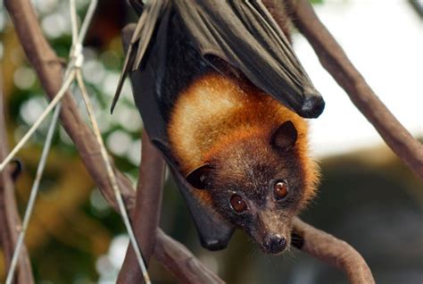 Giant Golden-Crowned Flying Fox Bat Facts, Habitat, Diet, Life Cycle, Baby, Pictures