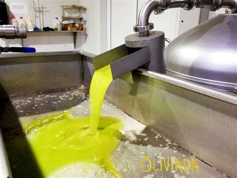 Olive Oil Extraction Process (with Video, Pictures & Infographic ...