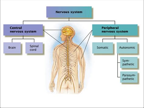 The Gas & Brake Pedals of the Autonomic Nervous System — Bay Area ...