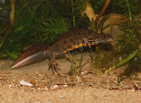 Closeup on a Breeding Male Italian Crested Newt, Triturus Carnifex Underwater Stock Photo ...