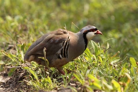 Chukar Partridge Hatching Eggs- Chukar Chicks for Sale | Cackle Hatchery®