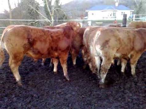 elegante limousin bulls for sale 2010.mp4 - YouTube