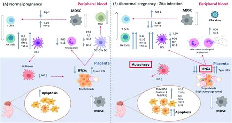 Summary of innate immunity functionality during normal pregnancy and in ...