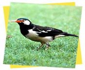 Birding in Corbett | Book Corbett Birdwatching Tour Package