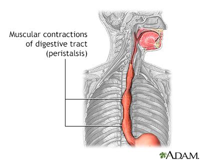 HIE Multimedia - Peristalsis