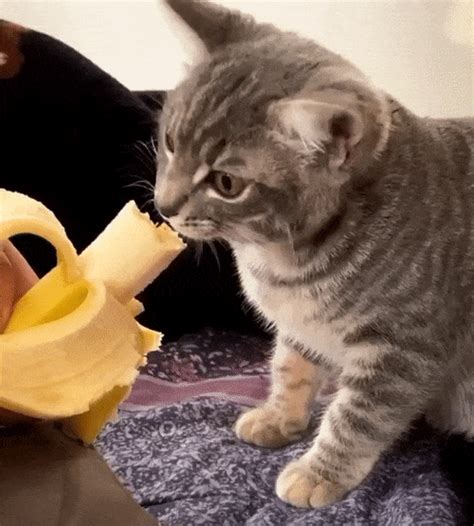 Did You Know That Cats Eat Bananas?