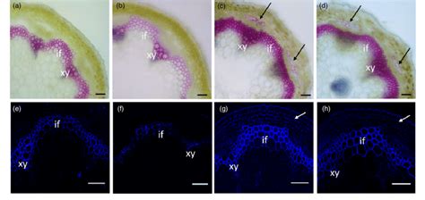 Modulation of lignin and secondary cell wall cellulose by miR319 and... | Download Scientific ...