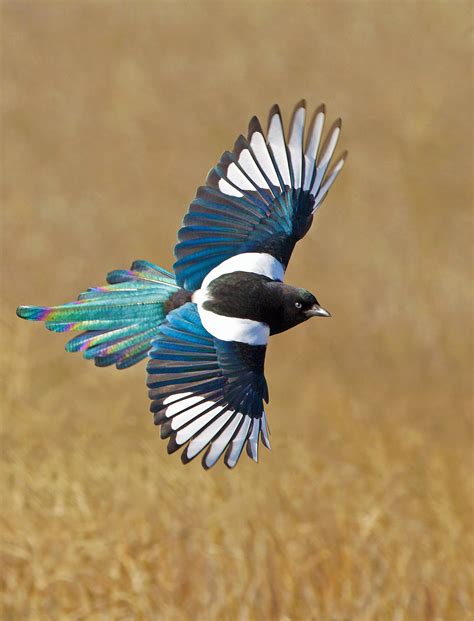 Black Billed Magpie Flying