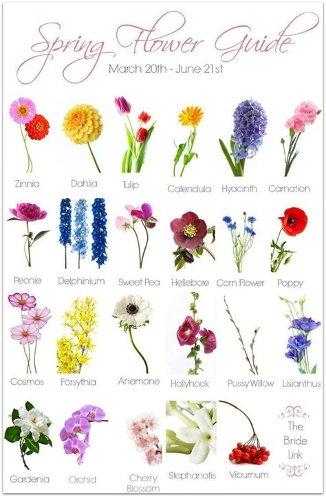 Printemps De Fleurs De Mariage Guide | Wedding flower guide, Flower guide, Spring wedding flowers