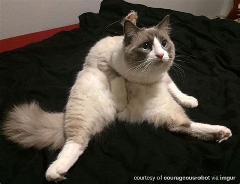 cats sitting like humans | meowoof | Cats, Cat sitting, Funny cat pictures